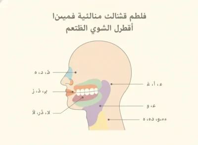 Educational diagram of a human head with color‑coded facial regions and Arabic labels identifying bones and muscles in the face. تعلم التجويد
