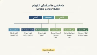Infographic of Arabic gender rules for nouns, showing categories: default state, no feminine marker, ends with -ة, -ى, or -ُ. arabic gender rules