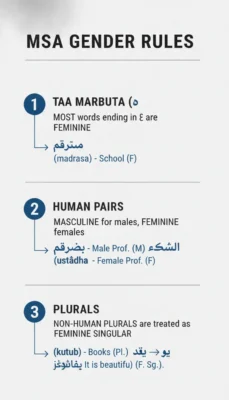 Infographic titled 'MSA GENDER RULES' listing three rules with numbered blue circles and arrows explaining Arabic gender patterns and examples (feminine endings, masculine/feminine pairs, plurals).